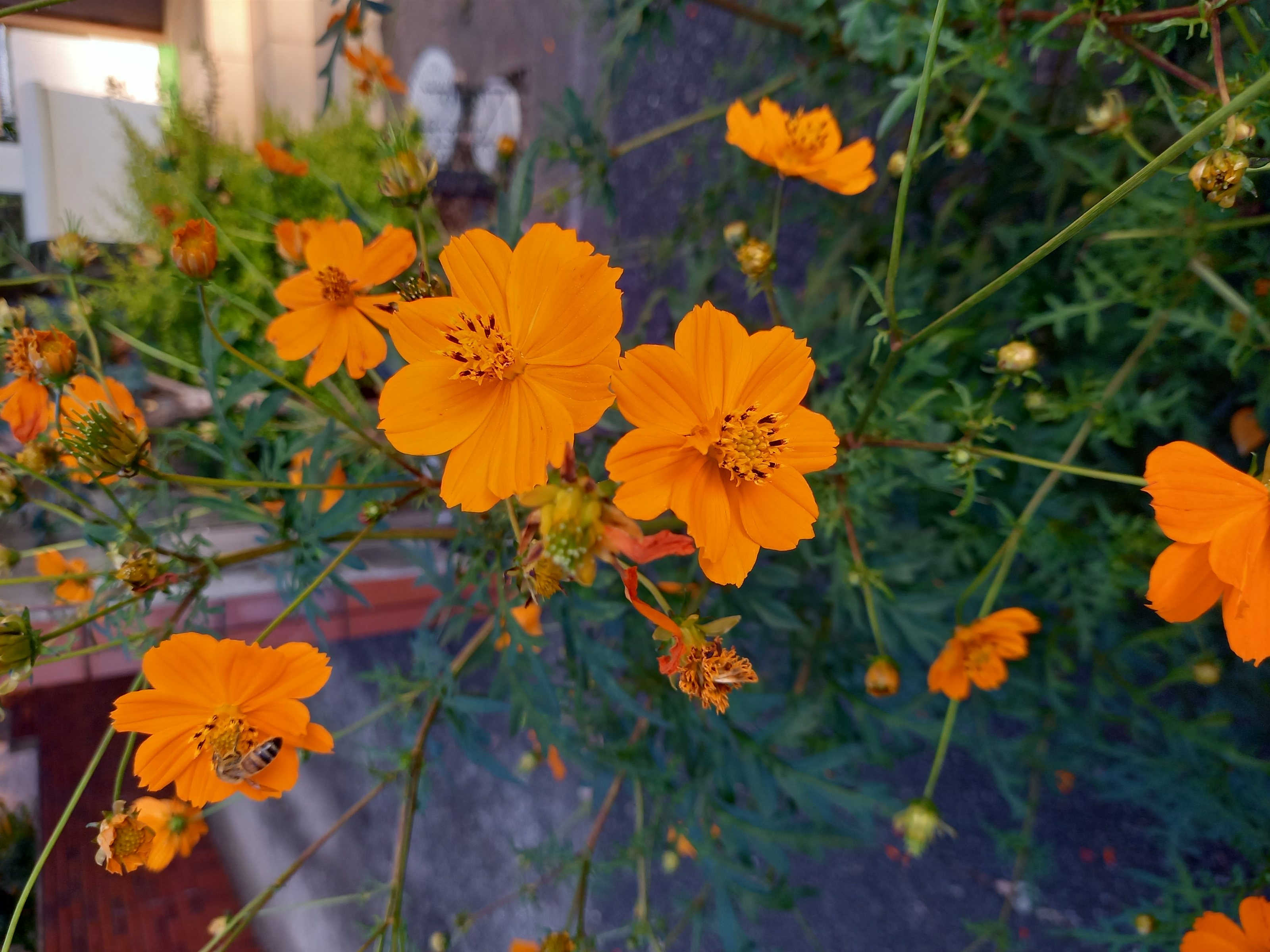 {AUTO}キバナコスモス