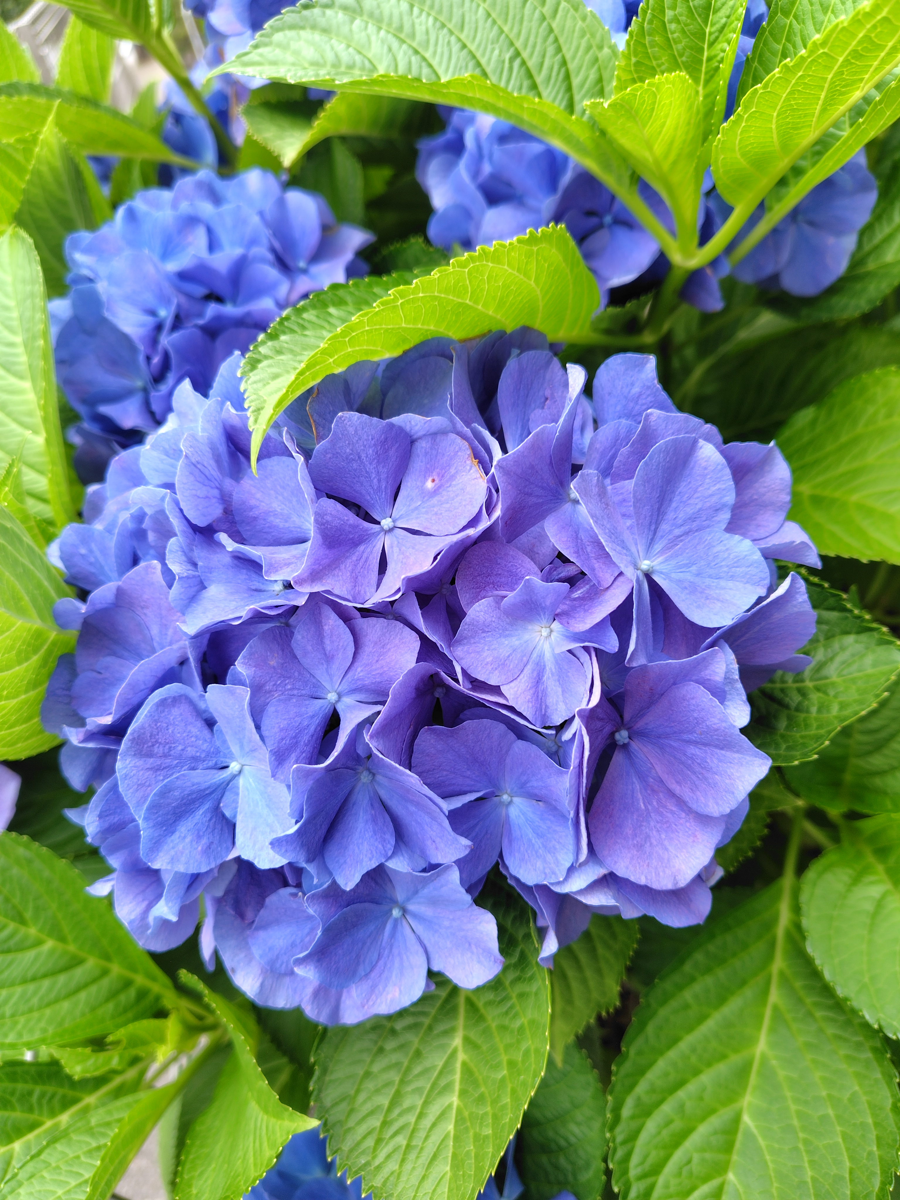 {AUTO}青紫のあじさい