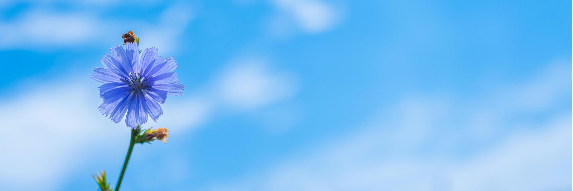 特定技能ビザ